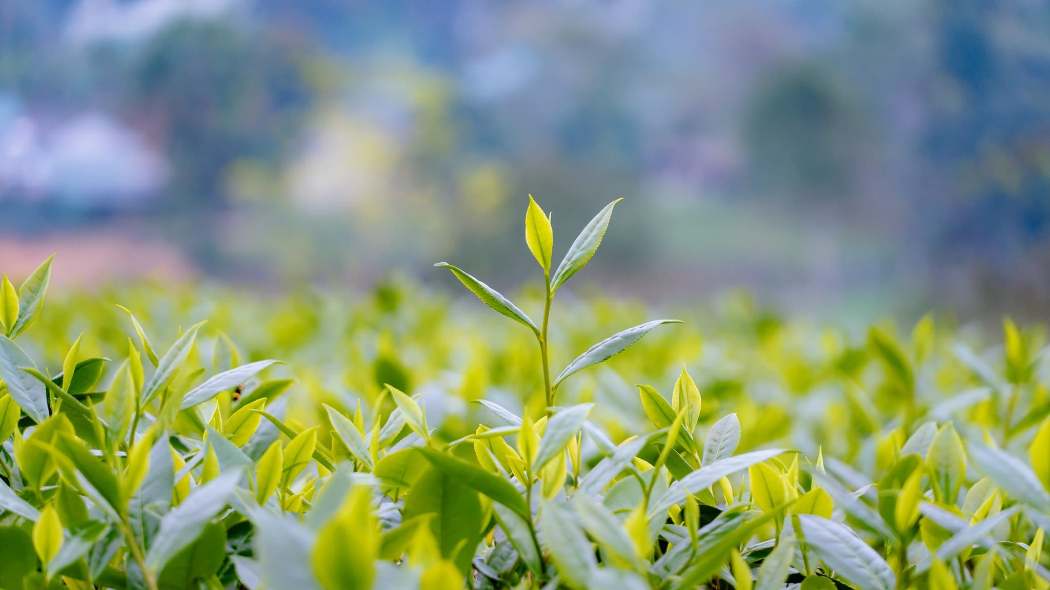 Đồi chè xanh của Công ty CP Chè Mỹ Lâm
